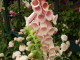 img0012.jpg