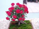 img0037.jpg