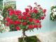 img0040.jpg