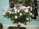 img0041.jpg