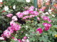 img0042.jpg