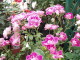 img0044.jpg