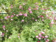 img0056.jpg