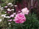 img0059.jpg