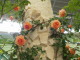 img0060.jpg