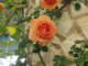 img0061.jpg