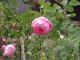 img0066.jpg