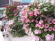 img0067.jpg