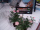 img0095.jpg