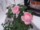 img0096.jpg