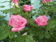 img0112.jpg