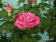 img0113.jpg