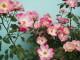 img0114.jpg