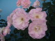 img0116.jpg