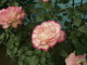 img0117.jpg