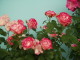 img0118.jpg