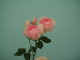 img0119.jpg