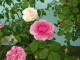 img0121.jpg