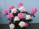 img0133.jpg