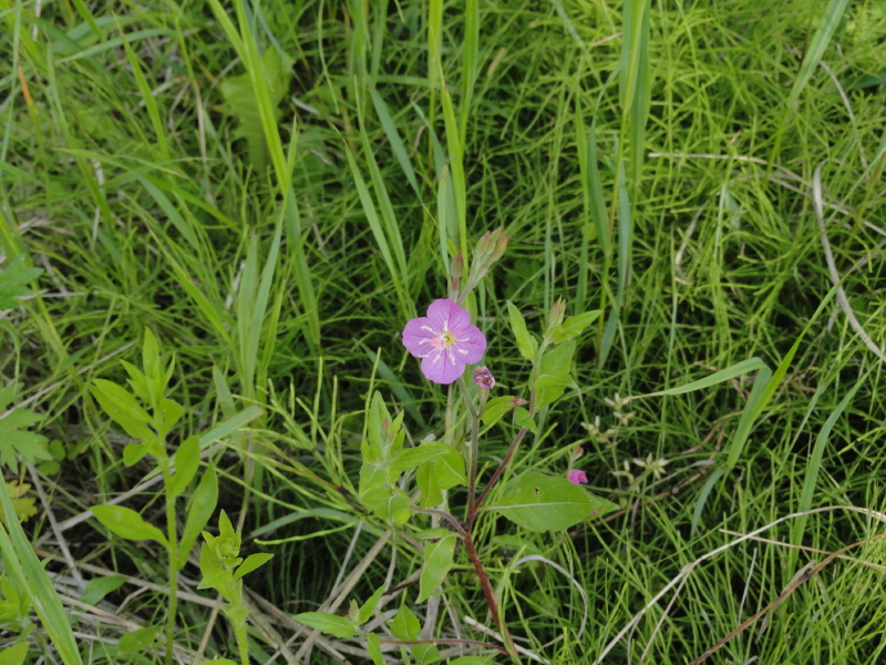 img0065.jpg