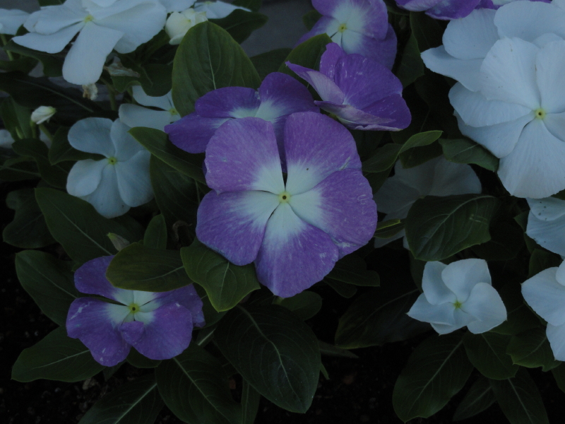img0088.jpg