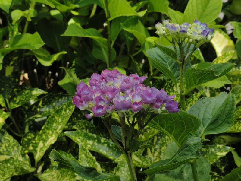 img0101.jpg