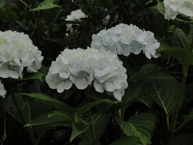 img0111.jpg