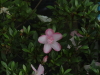 img0078.jpg