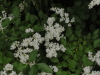 img0080.jpg