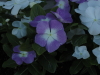 img0088.jpg