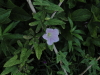 img0090.jpg
