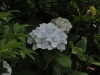 img0106.jpg