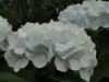 img0110.jpg