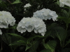 img0111.jpg