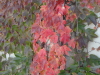 img0009.jpg