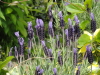 img0038.jpg
