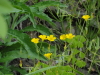 img0043.jpg