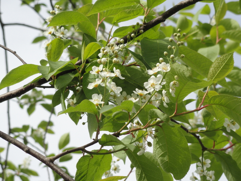 img0061.jpg
