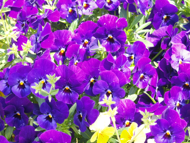 img0076.jpg