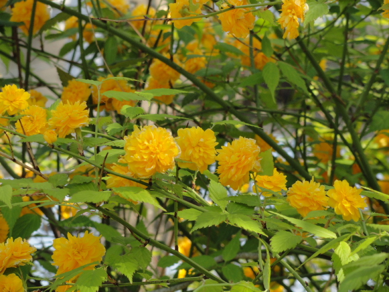 img0078.jpg