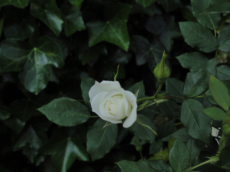 img0124.jpg