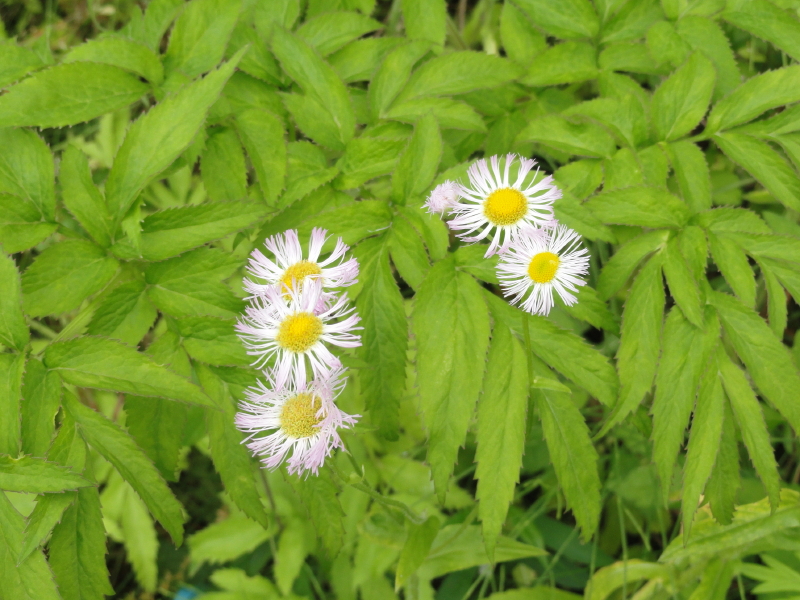 img0136.jpg