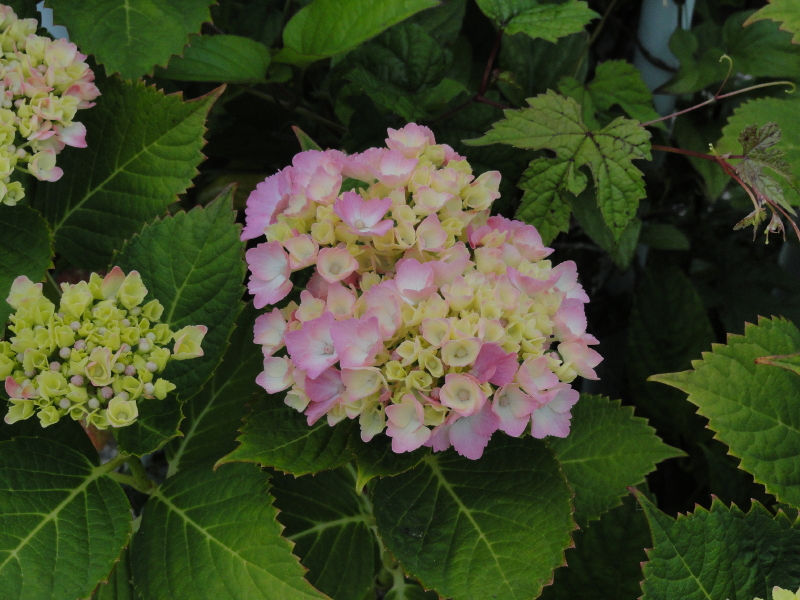 img0160.jpg