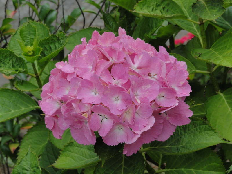img0185.jpg