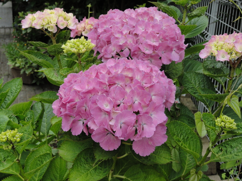 img0186.jpg
