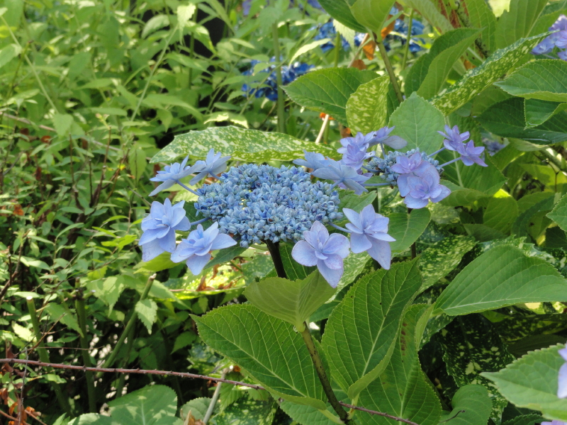 img0227.jpg