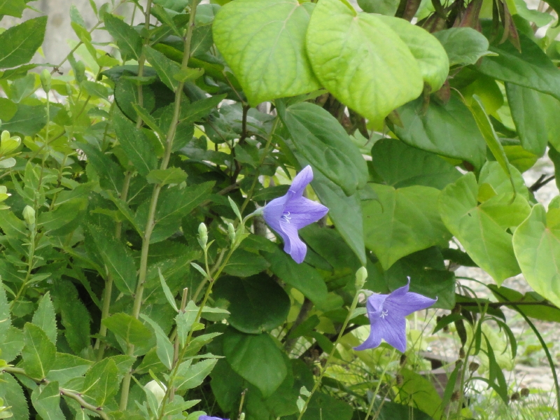 img0239.jpg