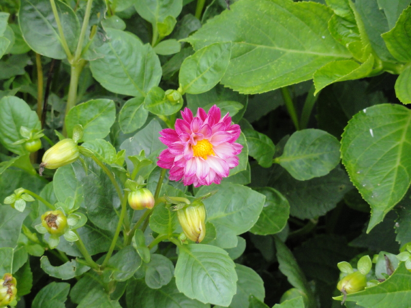 img0240.jpg