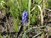 img0009.jpg