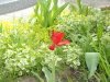 img0043.jpg